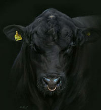 Link to Aberdeen Angus bull