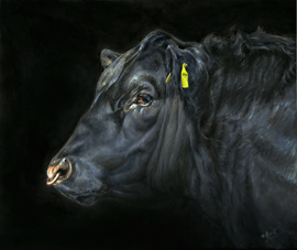 Aberdeen Angus bull oil painting