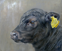 Aberdeen Angus calf painting