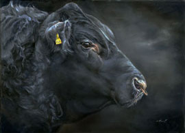 Aberdeen Angus bull portrait