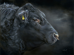 Angus-bull