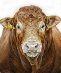 Limousin bull oil painting
