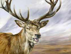 stag-cairngorms