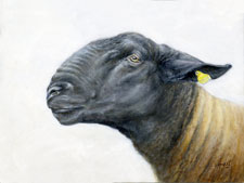 Suffolk ewe oil painting