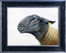 suffolk-ewe-framed