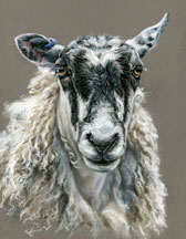 Mule sheep original painting