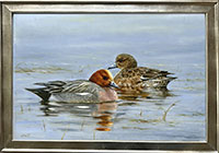 wigeon-framed