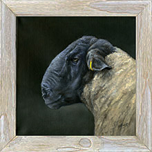 2-suffolk-tup-framed