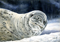 leopard-seal-oil-painting